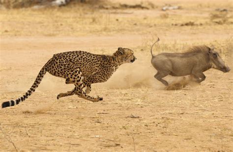 Carnivores Around The World 2025 𝚆𝚊𝚝𝚌𝚑 With Friends And Family
