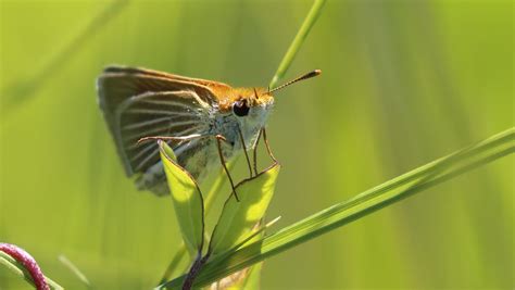 A World Of Endangered Animals 2025 𝚆𝚊𝚝𝚌𝚑 With Friends
